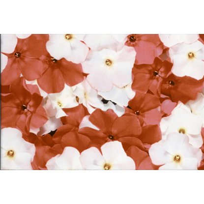 Панно Терракота Альба красные цветы 60х40см