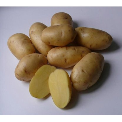 Картофель семенной ранний Импала 2 кг