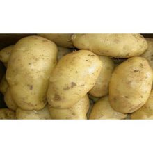 Картофель среднеранний Сантэ 2 кг