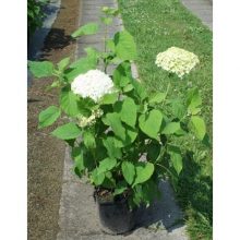 Гортензия древовидная arborescens Annabelle C7 H60-80