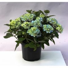 Гортензия макрофилла