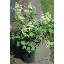 Гортензия paniculata Kyushu C7 H60-80