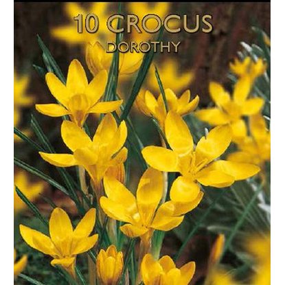 Крокус ботанический Дороти 10 шт
