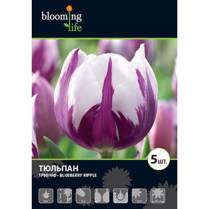 Тюльпан блюберри айс фото и описание