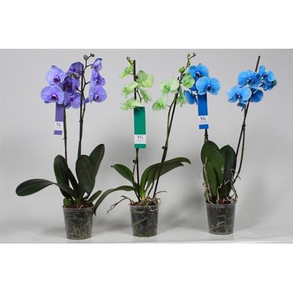 Существуют ли настоящие синие орхидеи?