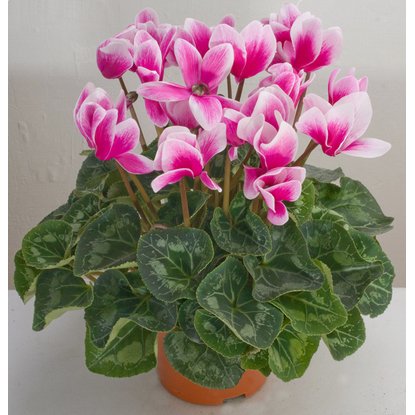 Растение Цикламен Персидский D15 H35 по цене от 409 руб. в ОБИ каталоге  товаров 2024 года