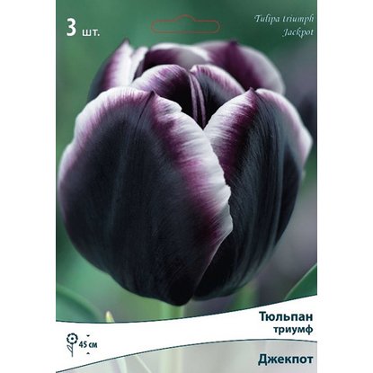 Луковицы Тюльпан Джекпот 3 шт