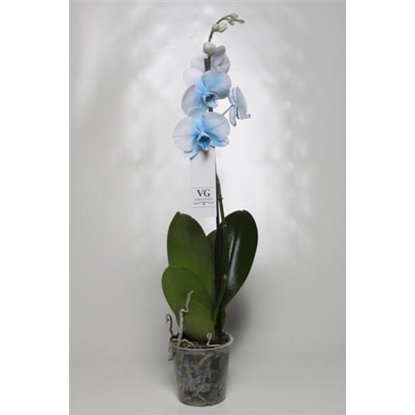 Орхидея Фаленопсис Роял Блю 1 цветонос D12 H60