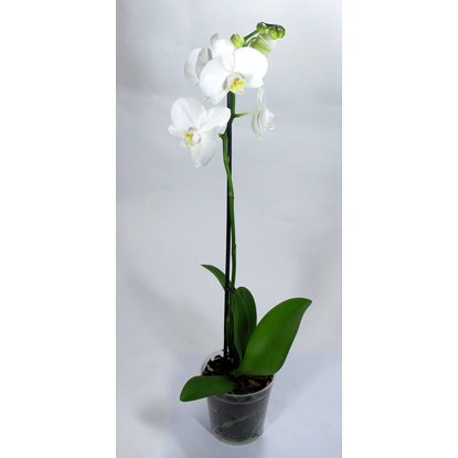 Phalaenopsis 100%