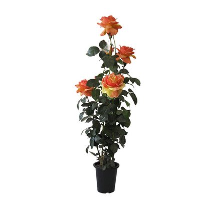 Цветы искусственные Роза в кашпо микс 120 см
