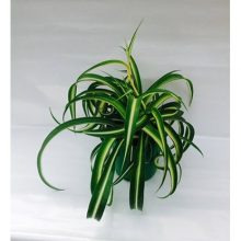 Растение Плант-микс D12 H25-30