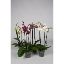 Орхидея Фаленопсис 3 цветоноса D12 H65