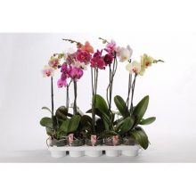 Орхидея Фаленопсис 1 цветонос D9 H40