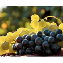 Виноград плодовый микс V2 H20-30