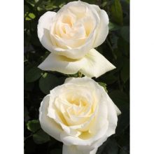 Роза флорибунда микс С5 H40-50
