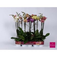 Орхидея Фаленопсис 2 цветонос D9 H40