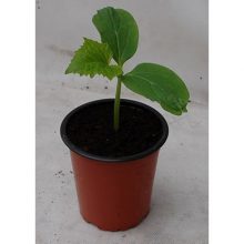 Растение Огурец микс р9