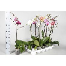 Орхидея Фаленопсис 1 цветоноса D12 H65