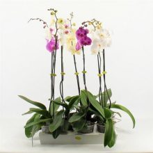 Орхидея Фаленопсис 1 цветонос D15 H80