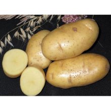 Картофель семенной Удача СеДеК 2 кг